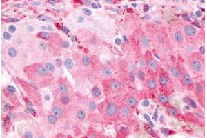 Anti-PTGFR antibody  ABIN1049264 IHC staining of human ovary.