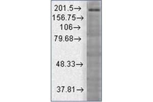 Western Blotting (WB) image for anti-SH3 and Multiple Ankyrin Repeat Domains 3 (SHANK3) (AA 840-857) antibody (ABIN492466) (SHANK3 Antikörper  (AA 840-857))