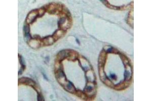 Used in DAB staining on fromalin fixed paraffin-embedded Kidney tissue (PTPRS Antikörper  (AA 889-1102))