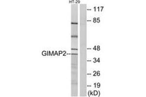 Western blot analysis of extracts from HT-29 cells, using GIMAP2 Antibody. (GIMAP2 Antikörper  (AA 201-250))