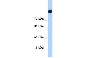 Complement C2 antibody used at 1. (Complement C2 Antikörper  (Middle Region))