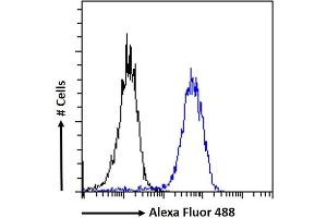 (ABIN185663) Flow cytometric analysis of paraformaldehyde fixed MCF7 cells (blue line), permeabilized with 0. (ZNF217 Antikörper  (Internal Region))