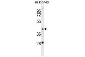 GOT1L1 Antibody (C-term) western blot analysis in mouse kidney tissue lysates (35µg/lane). (GOT1L1 Antikörper  (C-Term))