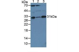 Figure. (Caspase 3 Antikörper  (AA 29-175))