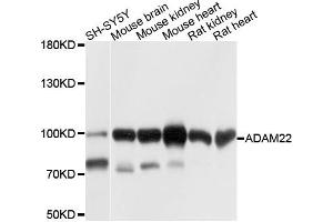 Western blot analysis of extracts of various cells, using ADAM22 antibody.