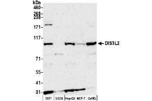 anti-DIS3-Like Exonuclease 2 (DIS3L2) (AA 475-525) antibody
