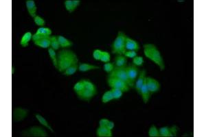 Immunofluorescence staining of PC-3 cells with ABIN7145758 at 1:100, counter-stained with DAPI. (BRAP Antikörper  (AA 13-124))