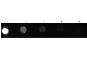 Dot Blot results of Goat Fab Anti-Mouse IgG Antibody Fluorescein Conjugated. (Ziege anti-Maus IgG (Heavy & Light Chain) Antikörper (FITC) - Preadsorbed)