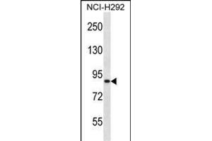 ANKS1B Antibody (Center) (ABIN657360 and ABIN2846410) western blot analysis in NCI- cell line lysates (35 μg/lane). (ANKS1B Antikörper  (AA 570-599))