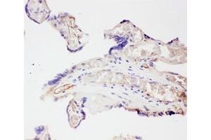 IHC-P: VEGF antibody testing of human placenta tissue (VEGFA Antikörper  (AA 27-191))