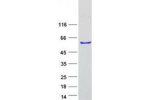 Synapse Associated Protein 1 (SYAP1) protein (Myc-DYKDDDDK Tag)
