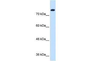 SNF1LK antibody used at 1.