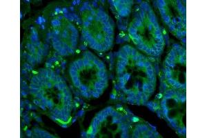 IF analysis of GLUT9 using anti-GLUT9 antibody (ABIN3044546).