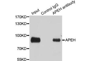 Immunoprecipitation analysis of 100ug extracts of SW480 cells using 3ug APEH antibody (ABIN1980260). (APEH Antikörper)