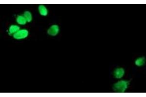 Anti-METT10D mouse monoclonal antibody (ABIN2455783) immunofluorescent staining of COS7 cells transiently transfected by pCMV6-ENTRY METT10D (RC208648). (METTL16 Antikörper)