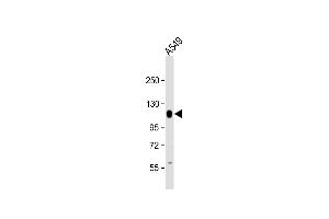 Anti-PTPN12 Antibody (C-Term) at 1:2000 dilution + A549 whole cell lysate Lysates/proteins at 20 μg per lane. (PTPN12 Antikörper  (AA 724-756))