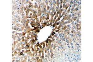 IHC-P: Cytochrome P450 2E1 antibody testing of rat liver tissue (CYP2E1 Antikörper  (N-Term))