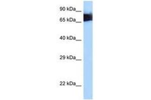 Image no. 1 for anti-Moesin (MSN) (AA 494-543) antibody (ABIN6747998) (Moesin Antikörper  (AA 494-543))