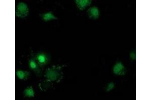 Anti-DSTN mouse monoclonal antibody (ABIN2454400) immunofluorescent staining of COS7 cells transiently transfected by pCMV6-ENTRY DSTN (RC203419). (Destrin Antikörper)