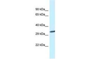 Image no. 1 for anti-Glycine N-Methyltransferase (GNMT) (C-Term) antibody (ABIN6747616) (GNMT Antikörper  (C-Term))
