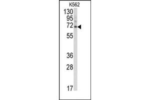 Image no. 2 for anti-Ubiquilin 3 (UBQLN3) (N-Term) antibody (ABIN357613)