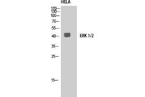 Western Blot (WB) analysis of HeLa using ERK 1/2 Polyclonal Antibody. (ERK1/2 Antikörper  (C-Term))
