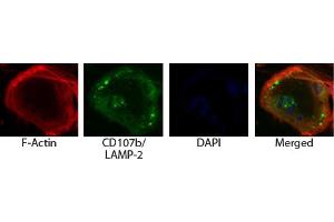 Osteoclasts from ashen mice were stained with AF594 conjugated phalloidin and Rat Anti-Mouse CD107b-UNLB (LAMP2 Antikörper)