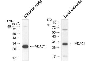 Image no. 1 for anti-Voltage-Dependent Anion Channel 1 (VDAC1) antibody (ABIN3155731) (VDAC1 Antikörper)