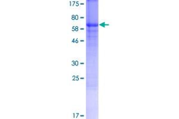 Zona Pellucida Glycoprotein 3 Protein (ZP3) (AA 1-373) (GST tag)