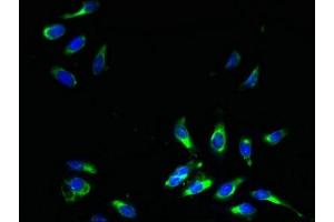 Immunofluorescent analysis of Hela cells using ABIN7164554 at dilution of 1:100 and Alexa Fluor 488-congugated AffiniPure Goat Anti-Rabbit IgG(H+L) (SLC31A2 Antikörper  (AA 44-93))