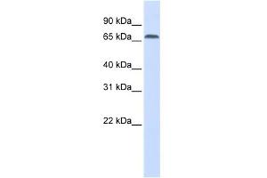 Western Blotting (WB) image for anti-Interferon Regulatory Factor 2 Binding Protein 1 (IRF2BP1) (Middle Region) antibody (ABIN2786142)
