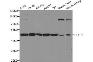 Western blot analysis of extracts of various cell lines, using RHOT1 antibody. (RHOT1 Antikörper)