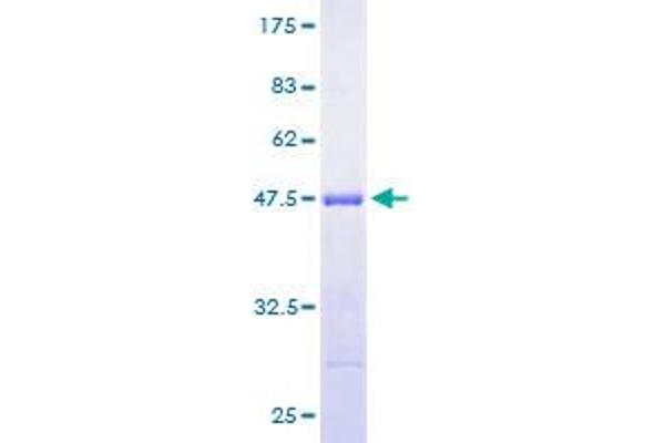 ARF3 Protein (AA 1-181) (GST tag)