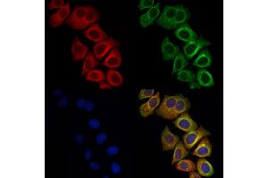 ABIN6261515 and ABIN6278456 staining Hela cells by IF/ICC. (ELMO1 Antikörper  (C-Term))