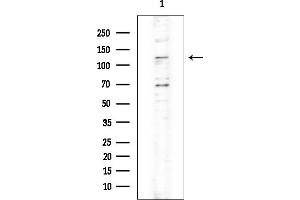 anti-Exportin 4 (XPO4) (N-Term) antibody