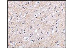 Immunohistochemical staining of human brain tissue using AP30597PU-N at 2. (NIPSNAP1 Antikörper  (Center))