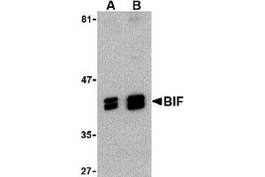 Western Blotting (WB) image for anti-BIF (C-Term) antibody (ABIN1030297) (BIF (C-Term) Antikörper)