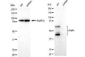 Western blotting analysis using PAIP1 antibody (ABIN7799870). (Rekombinanter PAIP1 Antikörper)