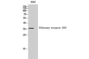 Western Blotting (WB) image for anti-Olfactory Receptor, Family 10, Subfamily A, Member 7 (OR10A7) (C-Term) antibody (ABIN3176454) (OR10A7 Antikörper  (C-Term))