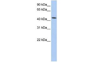 WB Suggested Anti-VPS4A Antibody Titration: 0. (VPS4A Antikörper  (N-Term))