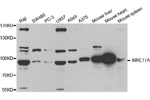Western blot analysis of extracts of various cell lines, using MRE11A antibody (ABIN5971384) at 1/1000 dilution. (Mre11 Antikörper)