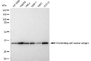 Western blotting analysis using Proliferating cell nuclear antigen antibody (ABIN7799914).