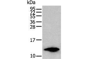 Western blot analysis of HL-60 cell lysate using FSHB Polyclonal Antibody at dilution of 1:350 (FSHB Antikörper)