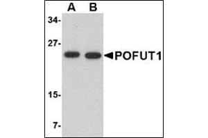 Western blot analysis of POFUT1 in human heart tissue lysate with this product at (A) 0. (POFUT1 Antikörper  (N-Term))