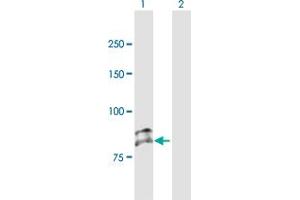 Western Blot analysis of SEMA3G expression in transfected 293T cell line by SEMA3G MaxPab polyclonal antibody. (SEMA3G Antikörper  (AA 1-782))