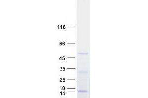 Western Blotting (WB) image for DEAD (Asp-Glu-Ala-Asp) Box Polypeptide 39A (DDX39) protein (Myc-DYKDDDDK Tag) (ABIN2719281)