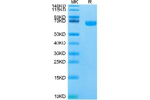 Biotinylated Human/Cynomolgus/Rhesus macaque ROR1 on Tris-Bis PAGE under reduced condition.