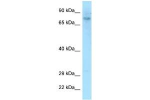 WB Suggested Anti-DEF6 Antibody Titration: 1.