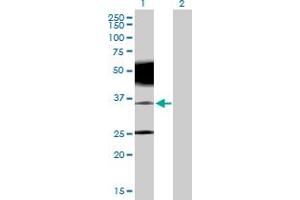 Western Blot analysis of PRRT2 expression in transfected 293T cell line by PRRT2 MaxPab polyclonal antibody. (PRRT2 Antikörper  (AA 1-340))