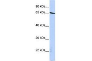 Image no. 1 for anti-Olfactomedin-Like 2A (OLFML2A) (AA 72-121) antibody (ABIN6741245) (OLFML2A Antikörper  (AA 72-121))